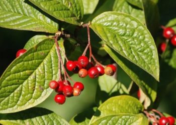 Biljka koju je idealno saditi kraj autoceste jer smanjuje zagađenje