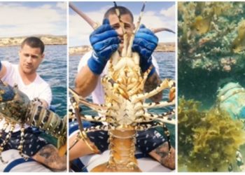 Australac ulovio divovskog jastoga pa ga vratio u ocean