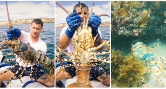 Australac ulovio divovskog jastoga pa ga vratio u ocean