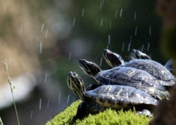 Dolaskom toplijih dana popularne šibenske kornjače vraćene u fontanu