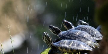 Dolaskom toplijih dana popularne šibenske kornjače vraćene u fontanu
