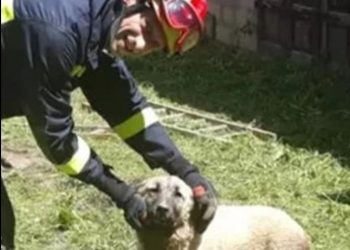 Mlada ženka kangala spašena iz septičke jame zahvaljujući vatrogascima iz Ogulina