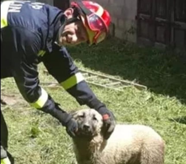 Mlada ženka kangala spašena iz septičke jame zahvaljujući vatrogascima iz Ogulina