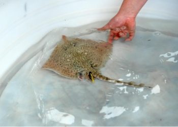 Prva raža izležena u pulskom Aquariumu imena Srećko puštena u more