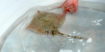 Prva raža izležena u pulskom Aquariumu imena Srećko puštena u more