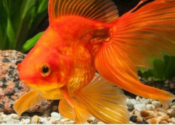 Istraženo je traje li pamćenje zlatne ribice samo 3 sekunde; rezultati bi vas mogli iznenaditi