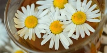 Posadite kamilicu iz vrećice čaja