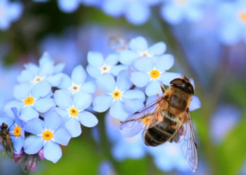 Nizozemci grade “hotele” i “autoceste” za pčele kako bi ih spasili od nestanka!