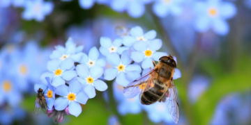 Nizozemci grade “hotele” i “autoceste” za pčele kako bi ih spasili od nestanka!