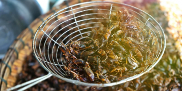 Novi trendovi: Odobren prvi insekt za hranu u EU! Može se koristiti za burgere, shakeove i kekse