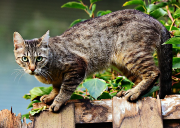 Cijela ulica ostala bez struje zbog jedne razigrane mačke!