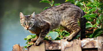 Cijela ulica ostala bez struje zbog jedne razigrane mačke!