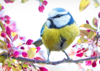 Znanstvenici procijenili da u svijetu živi 50 milijarda ptica!