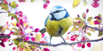 Znanstvenici procijenili da u svijetu živi 50 milijarda ptica!