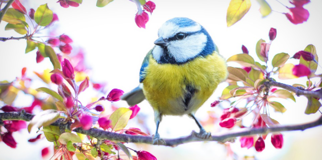 Znanstvenici procijenili da u svijetu živi 50 milijarda ptica!