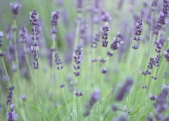 Kako je lavanda korisna za zdravlje?