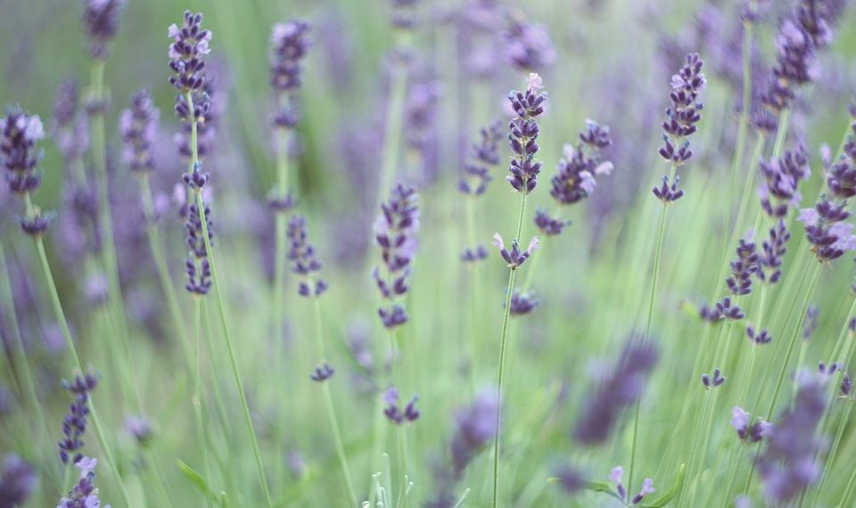 Kako je lavanda korisna za zdravlje?