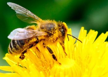 Znate li moć pčela od znanosti do vojne industrije? Pročitajte