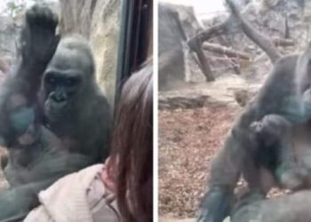 Žena posjetila zoo s petomjesečnim sinčićem; gorila joj došla pokazati svoju bebu