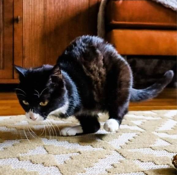 Priča o mačku kojem su amputirane dvije noge dirnula je srca diljem svijeta