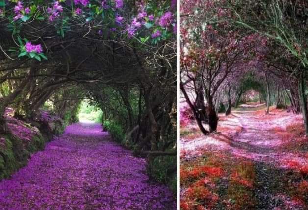 Prirodni tuneli od rododendrona u Irskoj podsjećaju na prizore iz bajke
