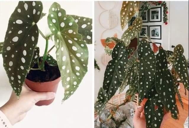 Slatkica u koju ćete se na prvi pogled zaljubiti: točkasta begonija