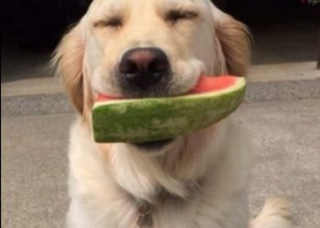 Uginula retriverica koja je stekla slavu zahvaljujući svome osmijehu dok drži lubenicu u ustima