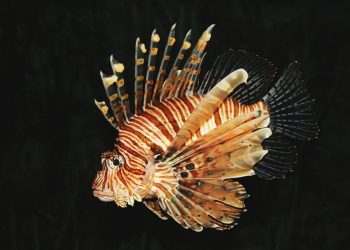 U Jadran stigao predator iz Crvenog mora koji uništava gotovo sve pred sobom!