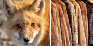 I modni gigant Valentino obznanio da više neće koristiti krzno u svojim kolekcijama