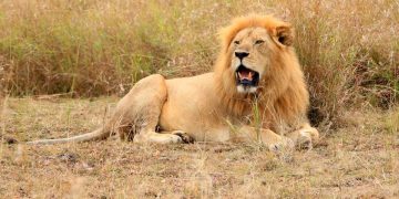 Uginuo Scarface – najpoznatiji i najstariji lav na svijetu!