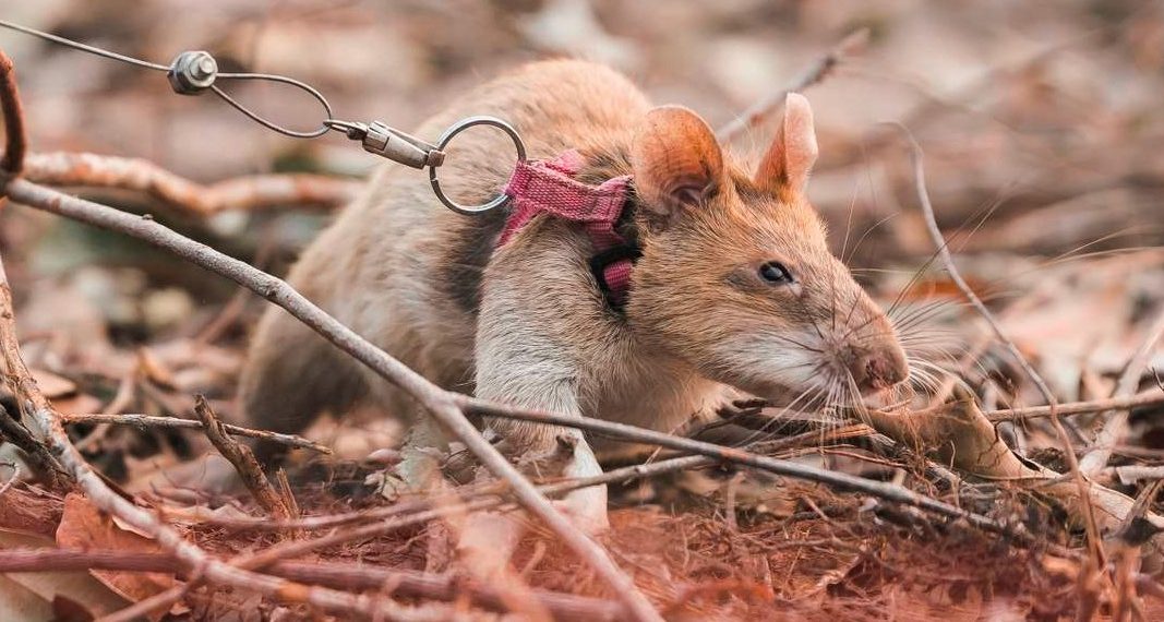 Štakor Magawa otišao u mirovinu