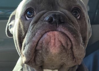 Presladak pit bull postao viralan hit zbog onoga što izvodi kad ne može vlasniku sjediti u krilu