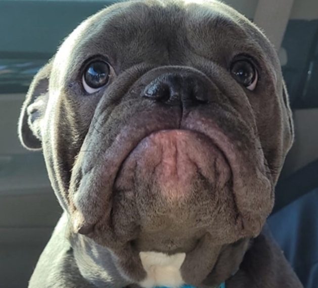 Presladak pit bull postao viralan hit zbog onoga što izvodi kad ne može vlasniku sjediti u krilu