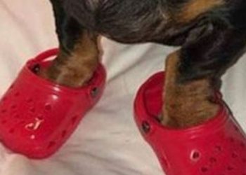Crocsice za pse postale su hit na Internetu