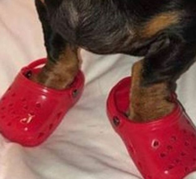 Crocsice za pse postale su hit na Internetu