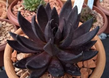 Nova senzacija u svijetu biljaka: crni sukulent “Black Knight” potpuno će vas osvojiti