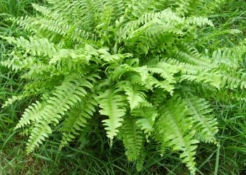 Činjenice o paprati koje trebate znati prije sadnje