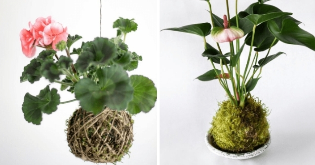 Kokedama- drugačiji i kreativan način uzgoja biljaka