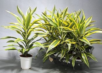 Dracaena lime- biljka koja impresivno izgleda kao sobna biljka