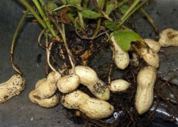 Kako uzgojiti kikiriki kod kuće