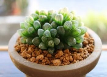 Upoznajte havorciju cooperi ili dijamantni sukulent