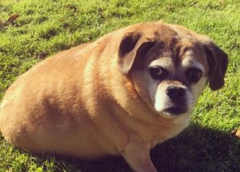 Nevjerojatna transformacija: pretili pas izgubio više od 10 kilograma
