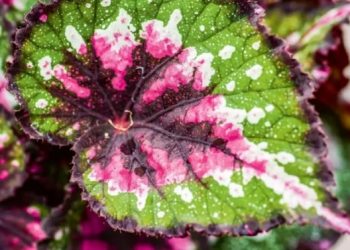 Upoznajte kraljevsku begoniju (begonia rex)