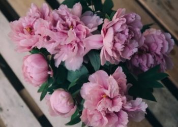 Voli ga i Luka Modrić: posadite prekrasan božur