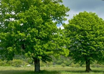 “Jednom su sadili lipu”- kako posaditi i uzgojiti lipu