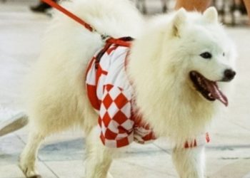 Sinoć se navijalo i slavilo, a u jednome gradu pažnju je ukrao samojed odjeven u navijačku majicu