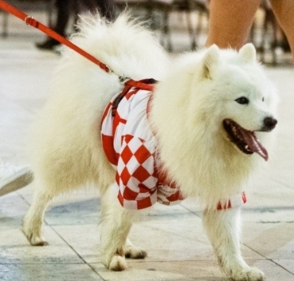 Sinoć se navijalo i slavilo, a u jednome gradu pažnju je ukrao samojed odjeven u navijačku majicu