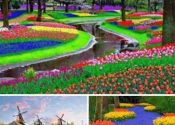 Raj za ljubitelje cvijeća: cvjetni vrt Keukenhof ili Vrt Europe