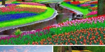 Raj za ljubitelje cvijeća: cvjetni vrt Keukenhof ili Vrt Europe