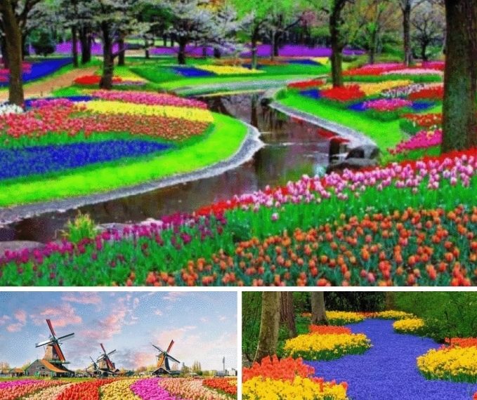 Raj za ljubitelje cvijeća: cvjetni vrt Keukenhof ili Vrt Europe